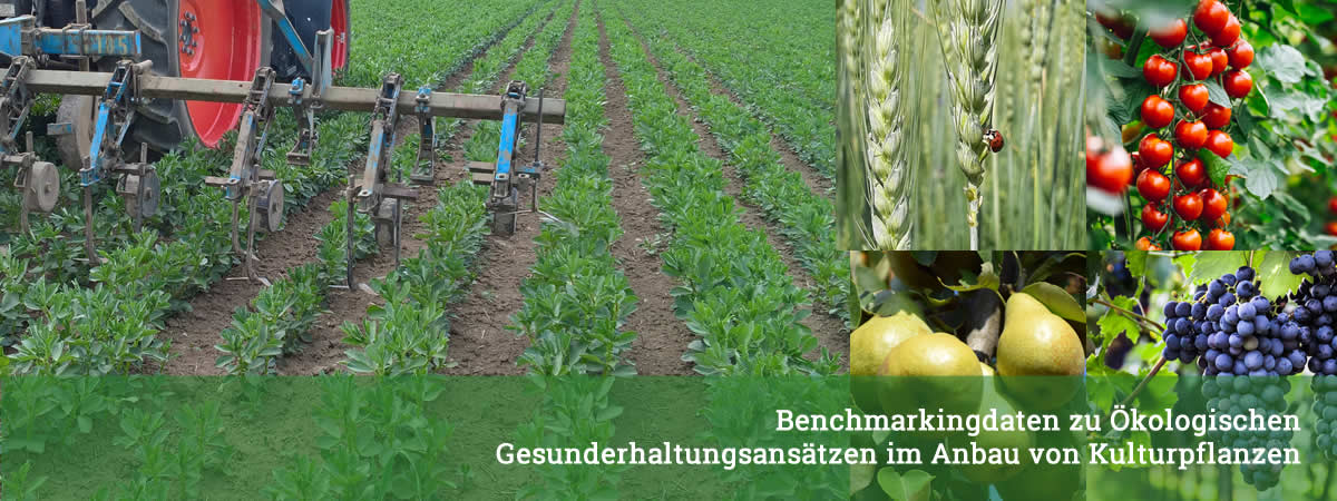 Billkollage mit verschiedenen landwirtschaftlichen Kulturen