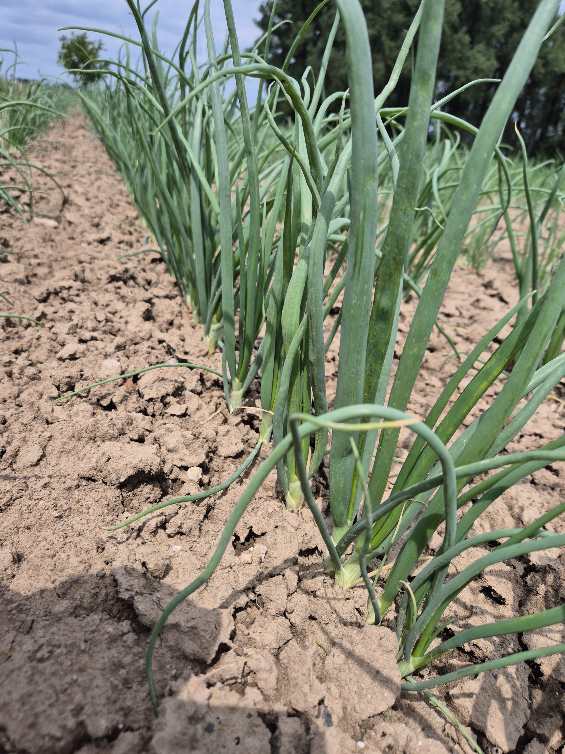 202506_Zwiebel_gehackt_DBeV_Lenz